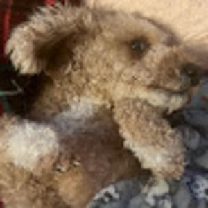 Meet your Posher, Aaron